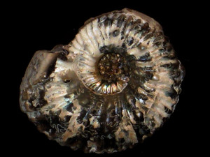 Hypacanthoplites nodosicostatus ( Fritel, 1906 )