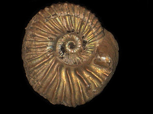 Hypacanthoplites sarasini ( Collet, 1907 )