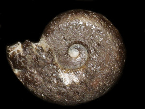 Melchiorites strigosus ( Fallot, 1920 )