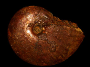 Pseudosaynella bicurvata ( Michelin, 1838 )