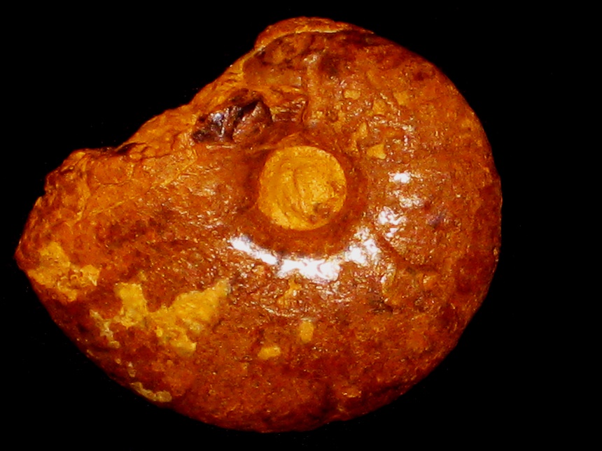 Pseudosaynella raresulcata ( d'Orbigny, 1841 )