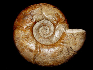 Puzosia ( Puzosia ) planulata ( Sowerby, 1827 )