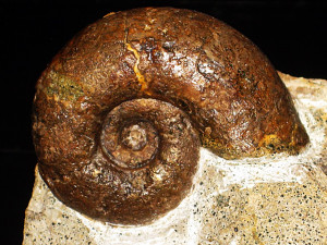 Puzosia ( Valdedorsella ) akuschaense ( Anthula, 1899 )