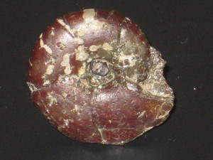 Salfeldiella ( Salfeldiella ) guettardi ( Raspail, 1831 )