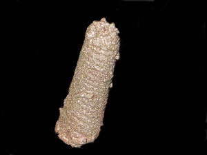Tonohamites cf. aequicingulatus ( Koenen, 1902 )