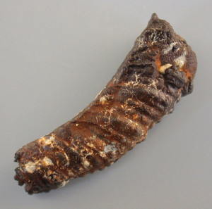 Toxoceratoides ( Toxoceratoides ) royerianus ( d’Orbigny, 1841 )