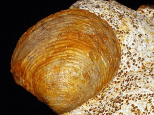 Astarte elegans ( Sowerby, 1816 )