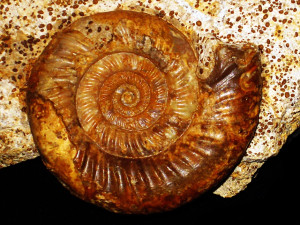 Microbajocisphinctes tenuicostatus ( Fernandez-Lopez, 1975 )