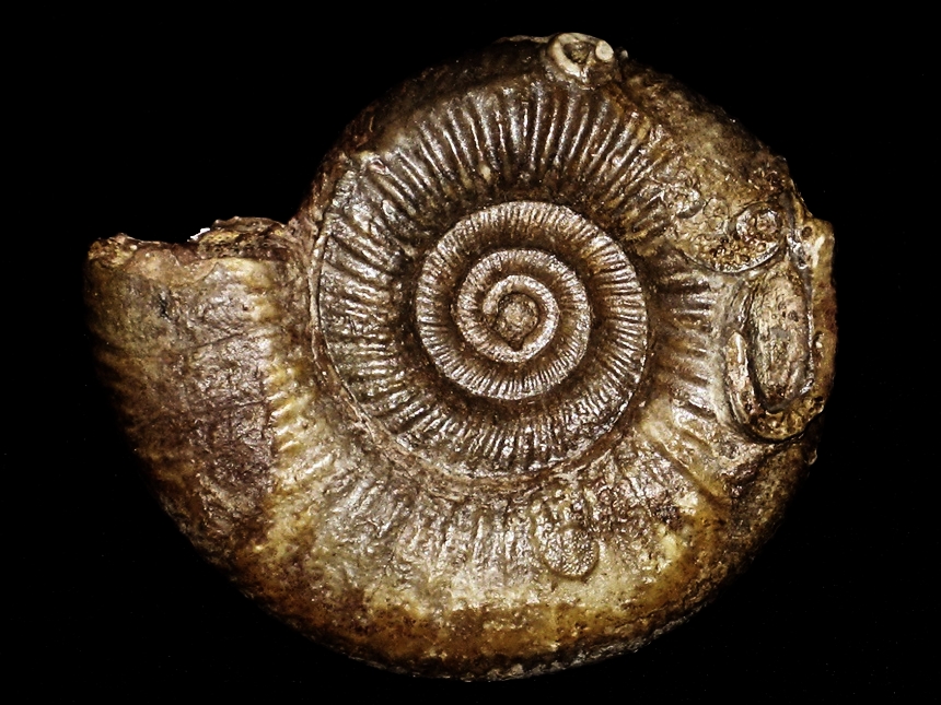 Planisphinctes incognitus ( Stephanov, 1972 )