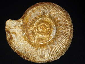 Stephanoceras ( Stephanoceras ) brodioei ( Sowerby, 1822 )
