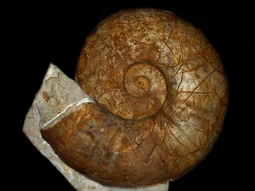 Abrytusites ultima ( Thomel, 1980 )