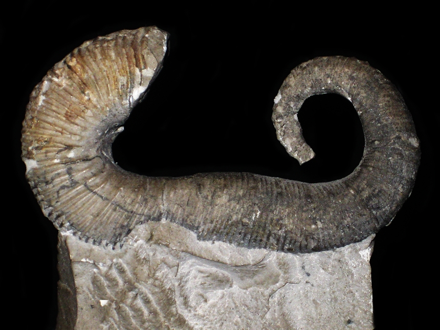 Acrioceras anglesensis ( Thomel, 1965 )