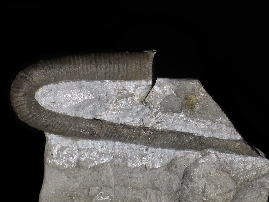 Anahamulina ( Anahamulina ) distans ( Hohenegger in Uhlig, 1883 )