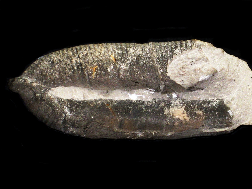 Anahamulina ( Amorina ) hoheneggeri ( Uhlig, 1883 )
