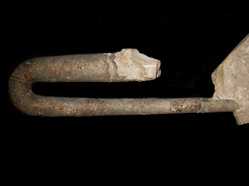 Anahamulina ( Amorina ) paxillosa ( Uhlig, 1883 )
