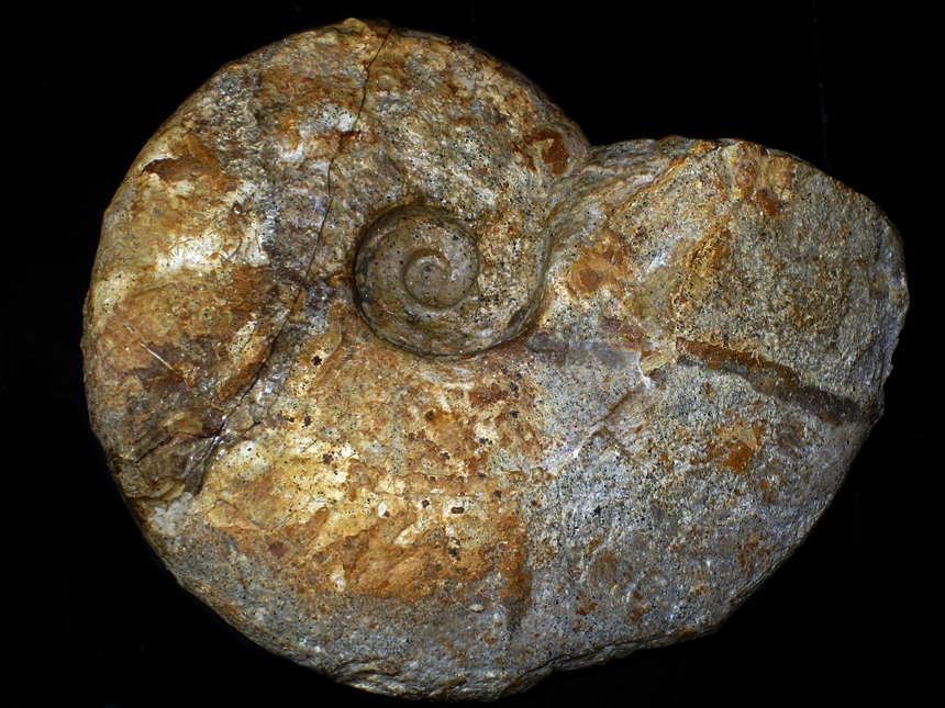 Barremites vocontium ( Sayn & Lory, 1896 )