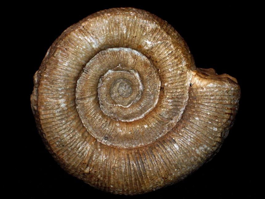 Costidiscus recticostatus ( d'Orbigny, 1841 )