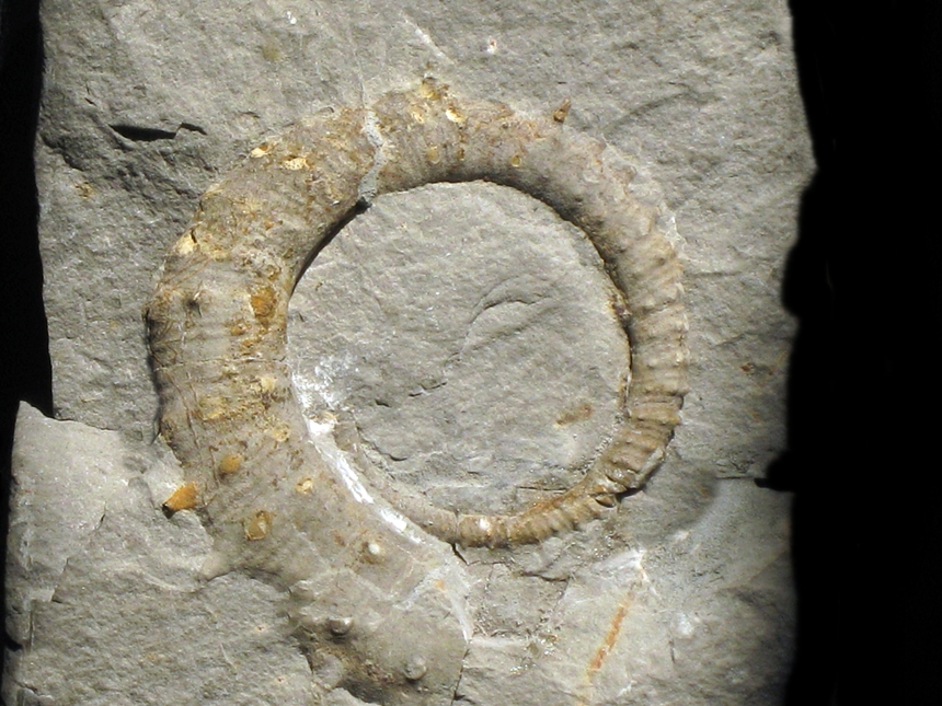 Emericiceras emerici ( Léveillé, 1835 ) var. Forme N°3 ( Sarkar, 1955 )