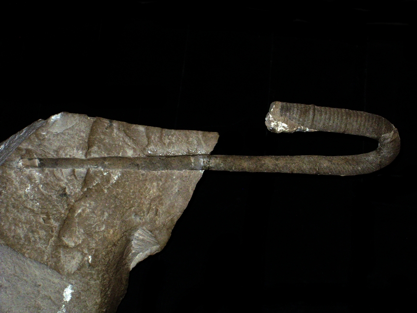 Euptychoceras subundulatum ( d'Orbigny, 1850 )