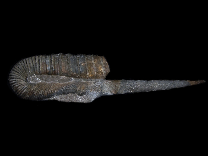 Hamulina astieriana ( d'Orbigny, 1850 )