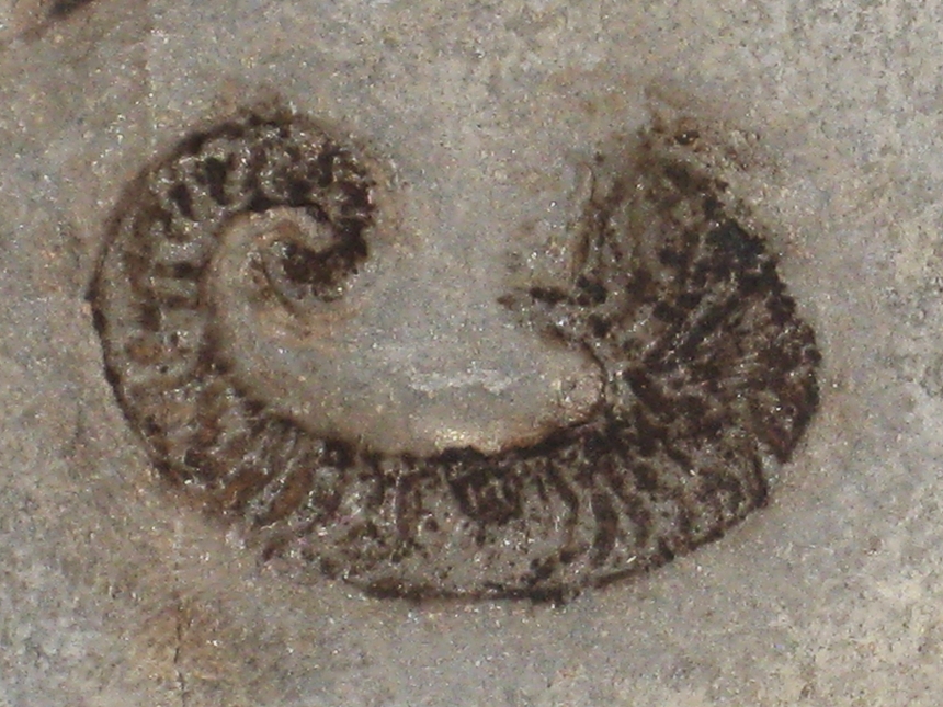 Hamulinites ( Tzankoviceras) assimilis ( Uhlig, 1883 )