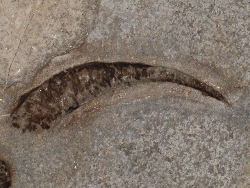 Hamulinites parvulus ( Uhlig, 1883 )