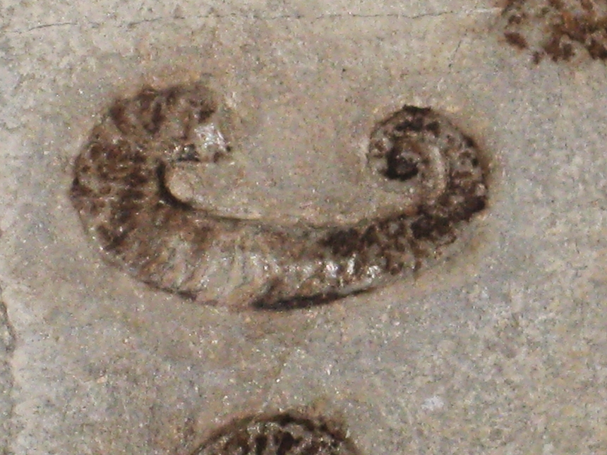 Hamulinites ( Tzankoviceras) tzankovi ( Manolov, 1962 )