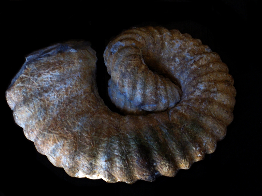 Heteroceras leenhardti ( Kilian, 1888 )