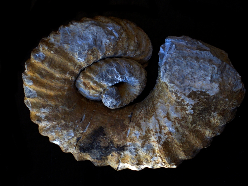 Heteroceras leenhardti ( Kilian, 1888 )