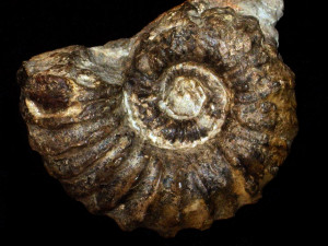 Janusites robustus ( Bert & Delanoy, 2000 )