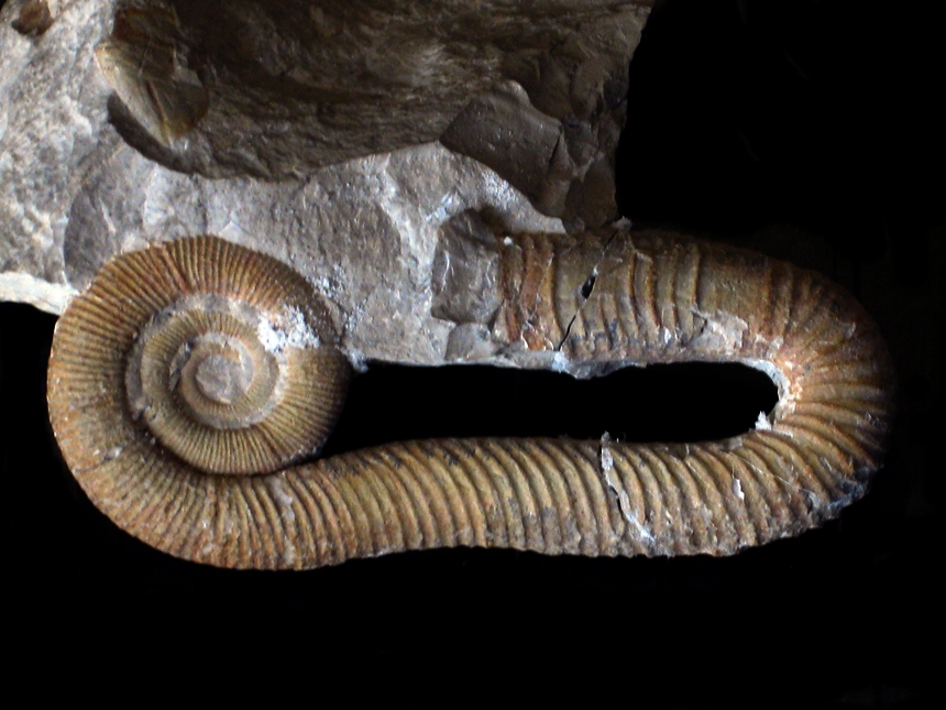 Macroscaphites yvani ( Puzos, 1832 )