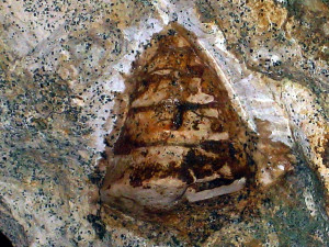 Perotrochus sp. ( Fischer, 1885 )