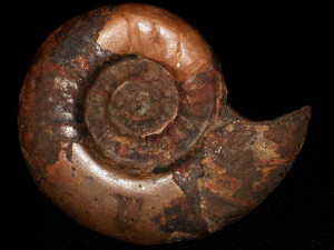 Platyclymenia ( Platyclymenia ) annulata ( Münster, 1832 )