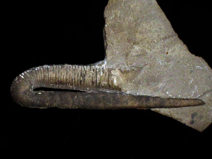 Ptychoceras emericianum ( d'Orbigny, 1842 )