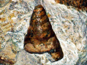 Perotrochus sp. ( Fischer, 1885 )
