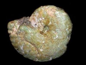 Subpulchellia argoti ( Vermeulen, 1998 )