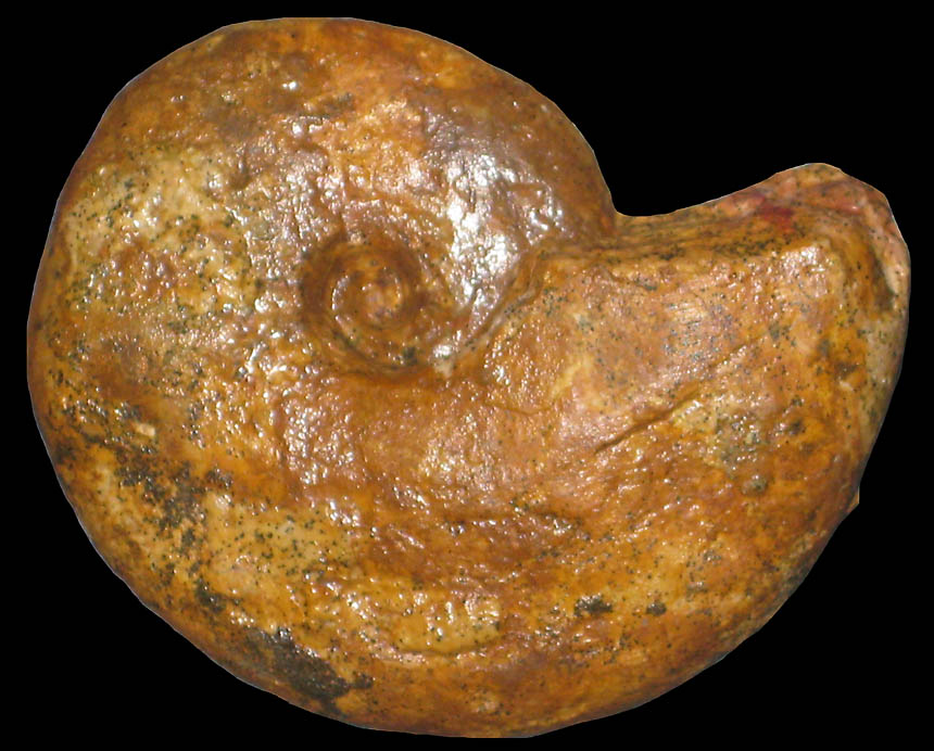 Subtorcapella defayi ( Vermeulen, 2002 )