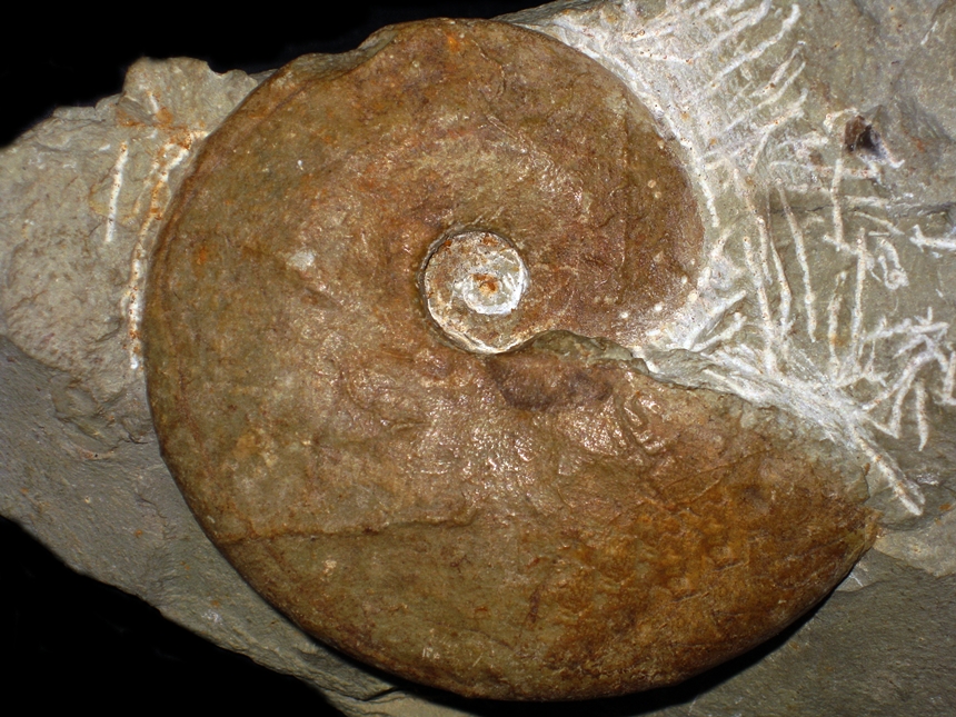 Torcapella falcata ( Busnardo, 1970 )