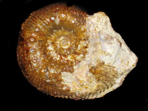 Cadomites ( Polyplectites ) globosus ( Westermann, 1954 )