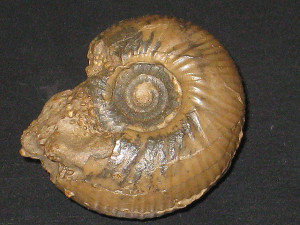 Morrisiceras ( Holzbergia ) schwandorfense ( Arkell, 1951 )