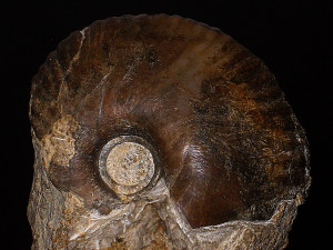 Morrisiceras ( Morrisiceras ) sphaera ( Buckman, 1920 )