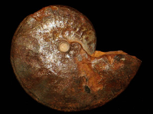Oxycerites yeovilensis ( Rollier, 1911 )