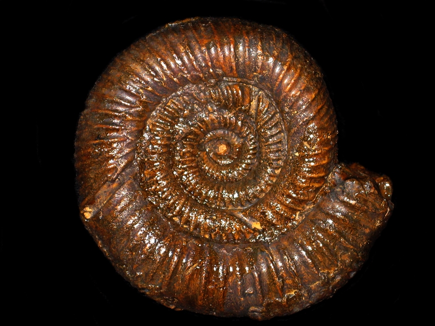 Parareineckeia nelchinensis ( Imlay, 1980 )
