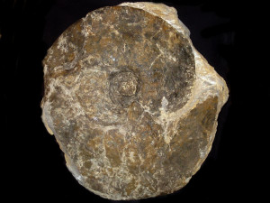 Parkinsonia ( Oraniceras ) gyrumbilicus ( Quenstedt, 1886 )