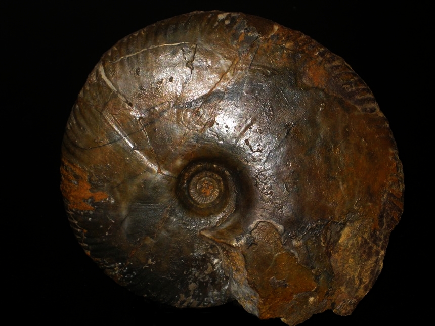 Parkinsonia ( Oraniceras ) gyrumbilicus ( Quenstedt, 1886 )