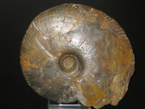 Parkinsonia ( Oraniceras ) gyrumbilicus ( Quenstedt, 1886 )