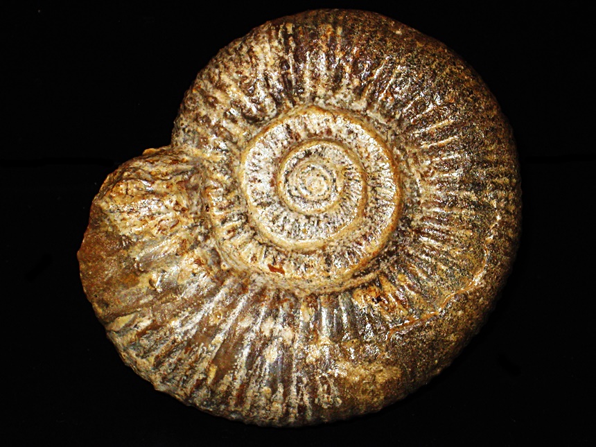 Procerites ( Procerites ) laeviplex ( Quenstedt, 1887 ) Ammoniten...