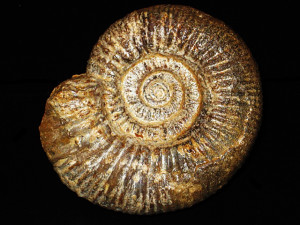Procerites ( Procerites ) laeviplex ( Quenstedt, 1887 )