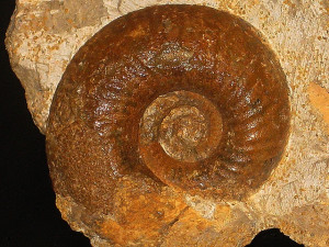 Bullatimorphites ( Rugiferites ) sofanus ( Boehm, 1907 )
