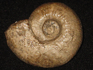 Sphaeroptychius ( Schwandorfia ) marginatus ( Arkell, 1951 )